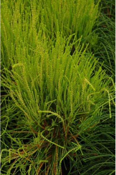 Туя восточная Фрэнки Бой